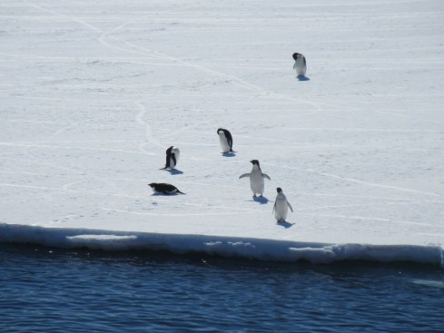 Comité d'accueil de la banquise