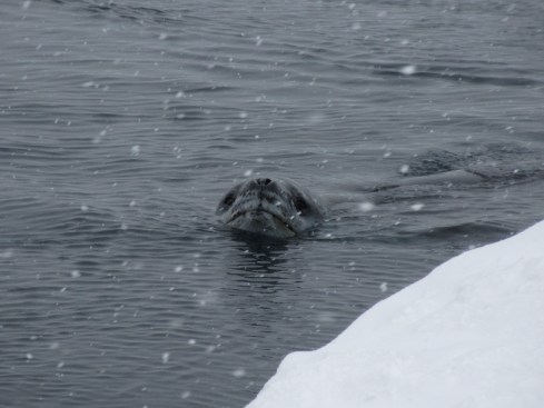 Lu00e9opard de mer.jpg