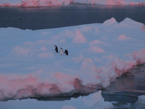 Manchots sur glace.jpg